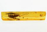 Rare Fossil Snout Beetle w/ Caddisfly & Midge Swarm In Amber #330719-2